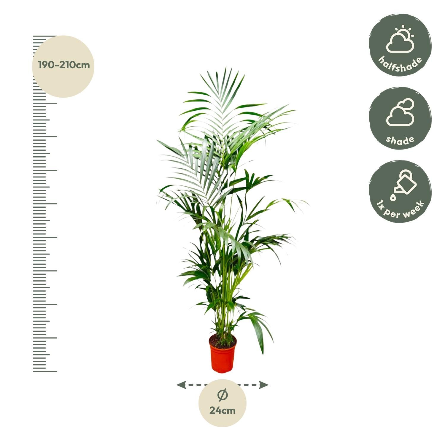 Kentia Palm - 200 cm - ø24-30cm (8721055691884)
