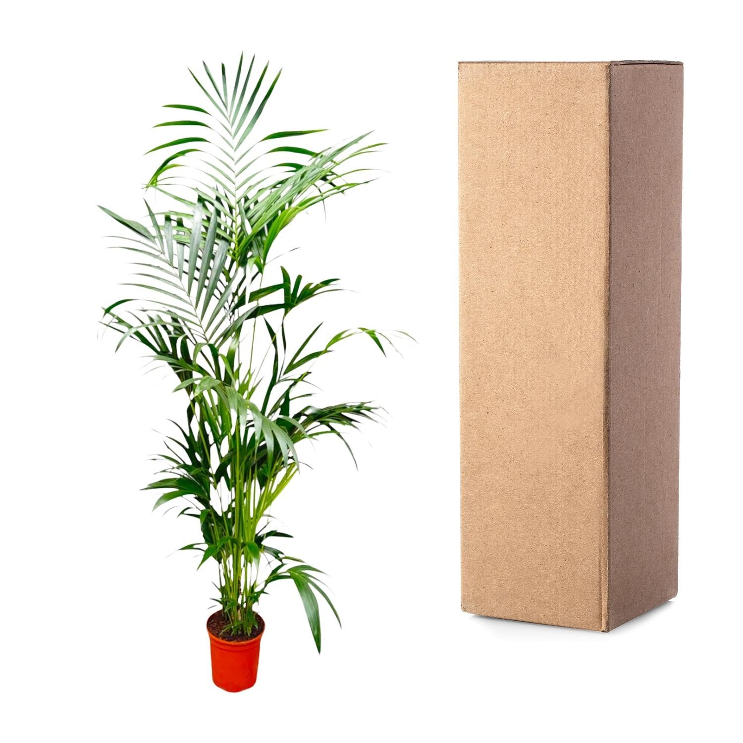 Kentia Palm - 200 cm - ø24-30cm (8721055691884)