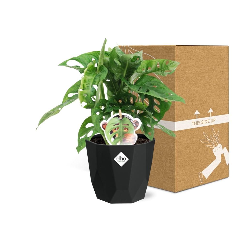 Monstera ‘Monkey Leaf’ in 14cm b.for rock living black (21656)