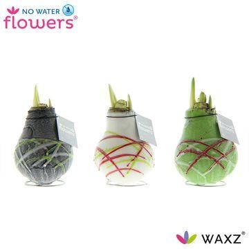 No Water Flowers Waxz Art Picasso - 3 stuks - Ø7 cm (26986)