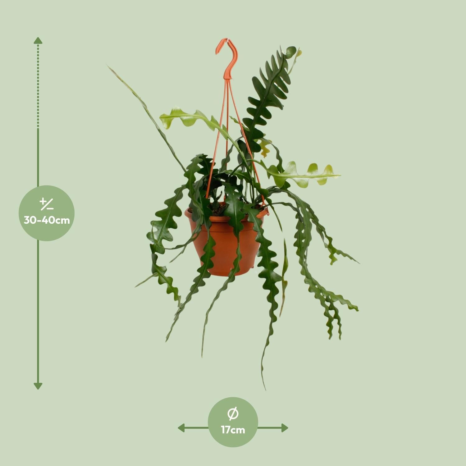 Epiphyllum Anguliger (23170)