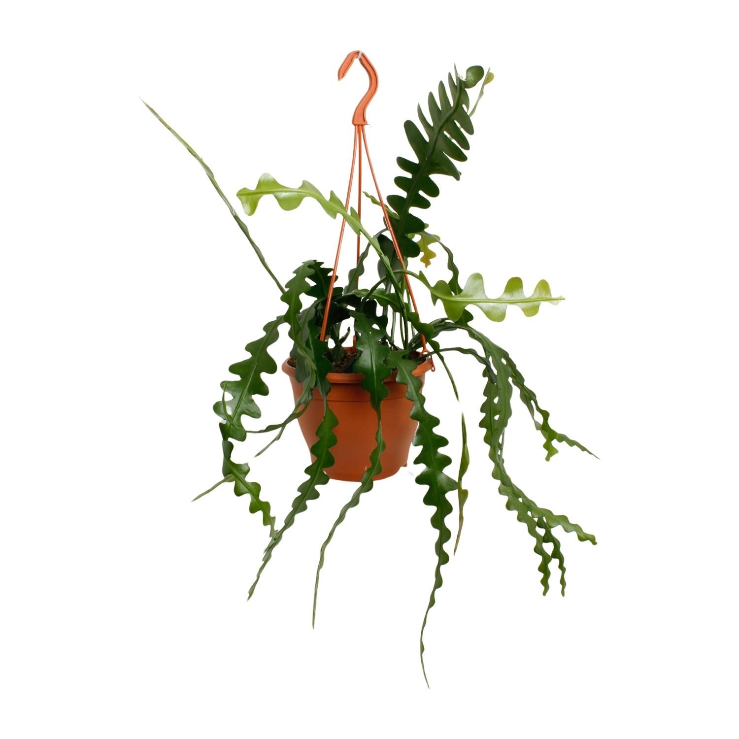 Epiphyllum Anguliger (23170)