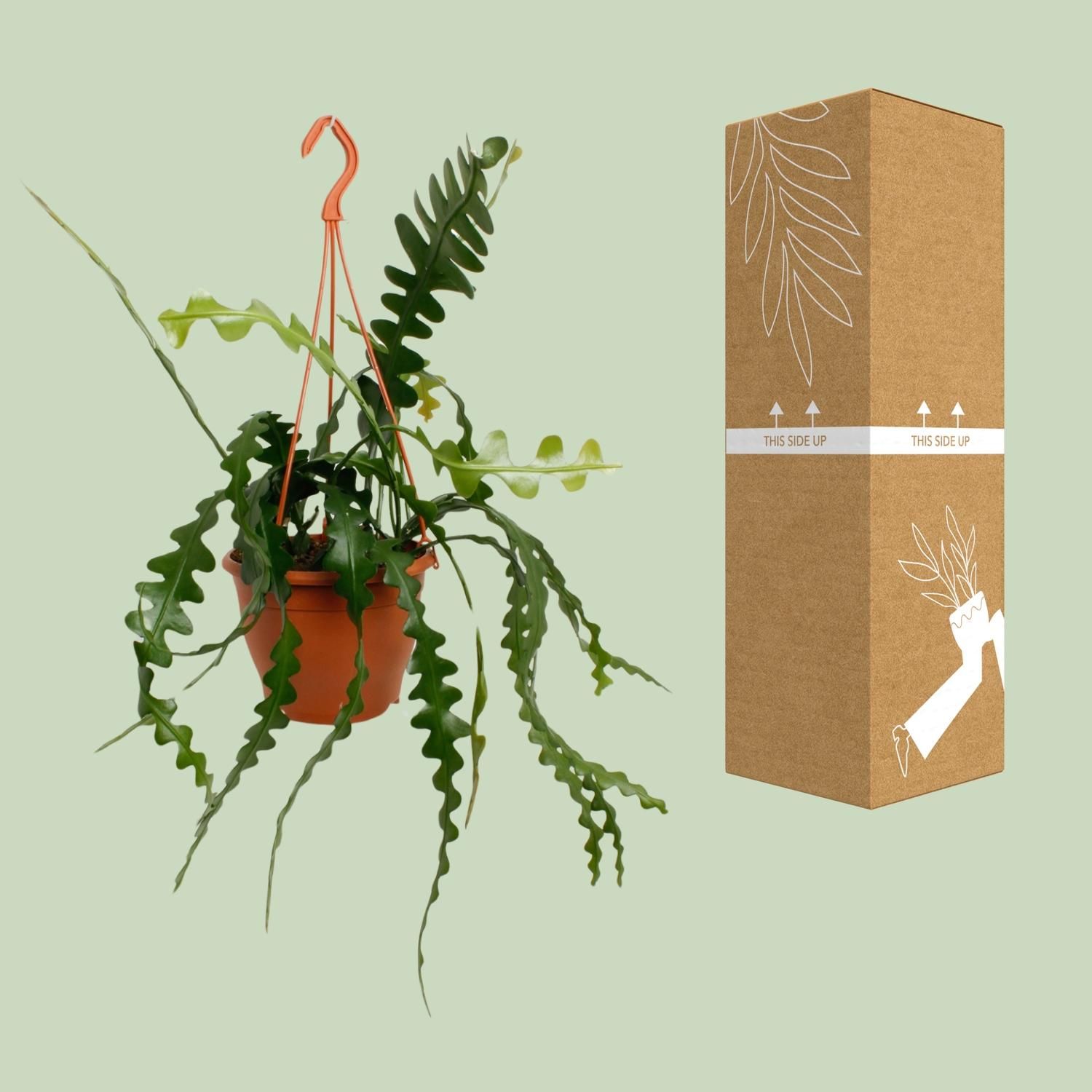 Epiphyllum Anguliger (23170)