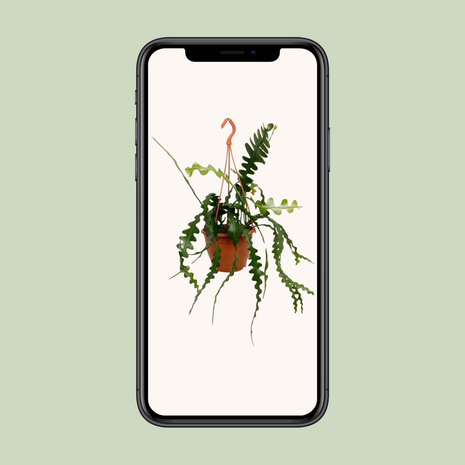 Epiphyllum Anguliger (23170)