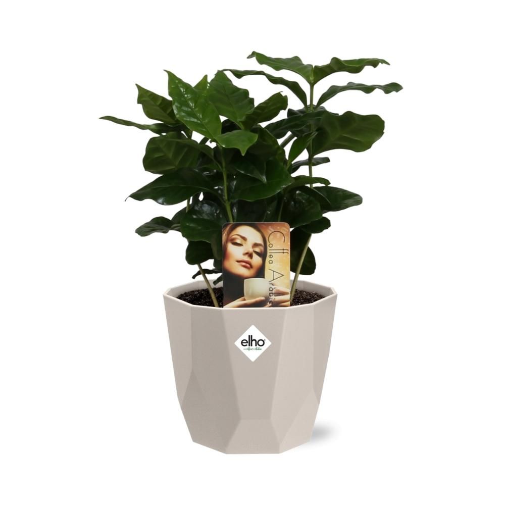 Coffea Arabica in ELHO b.for rock 14 cm warm grey (21618)