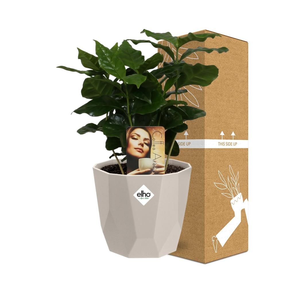 Coffea Arabica in ELHO b.for rock 14 cm warm grey (21618)