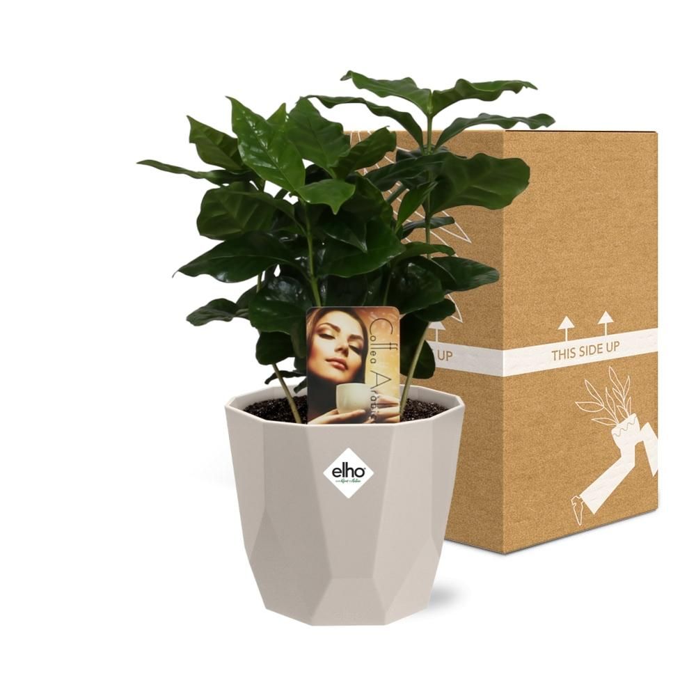 Coffea Arabica in ELHO b.for rock 14 cm warm grey (21618)