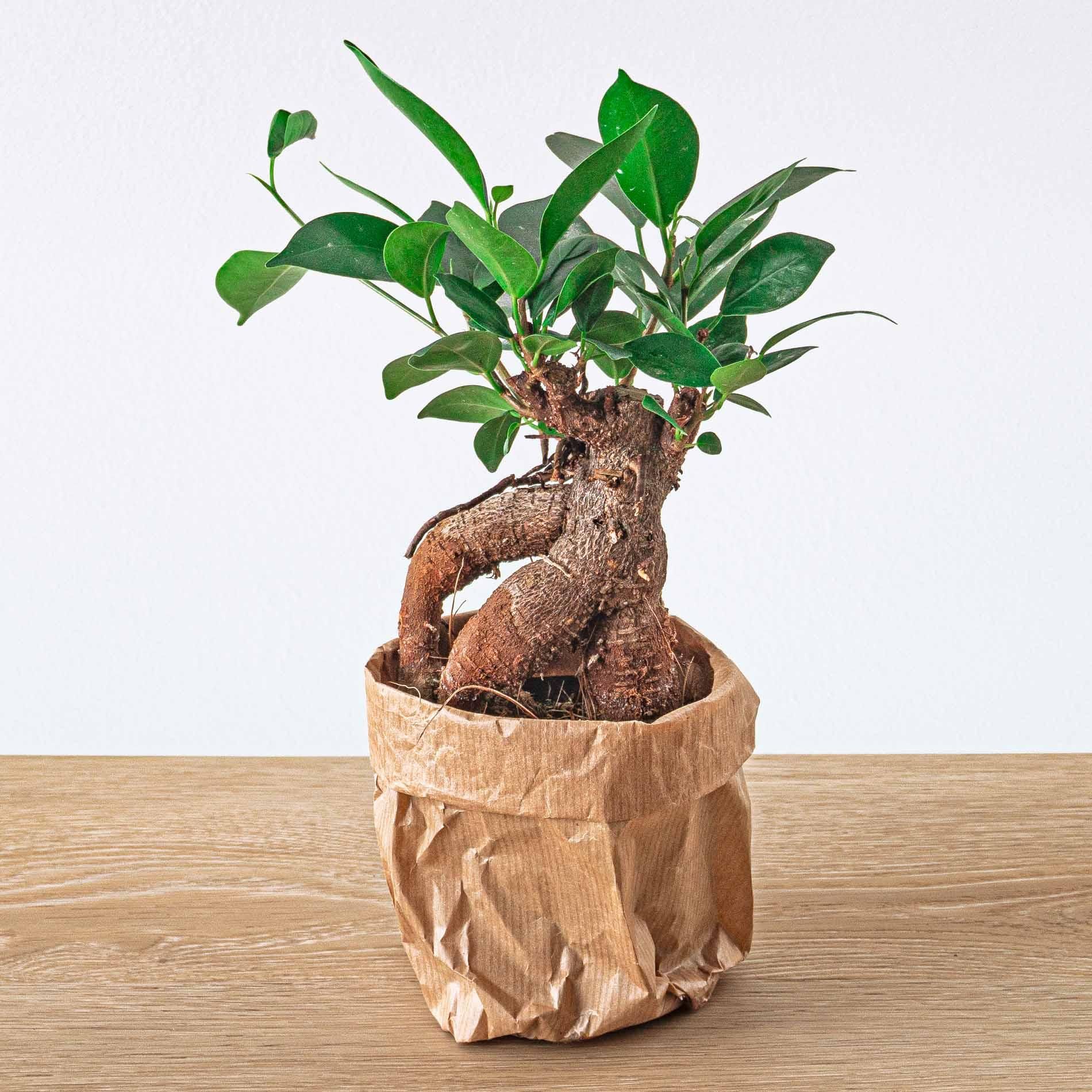 Ficus microcarpa ginseng bonsai - Potmaat 9 (8720872022536)