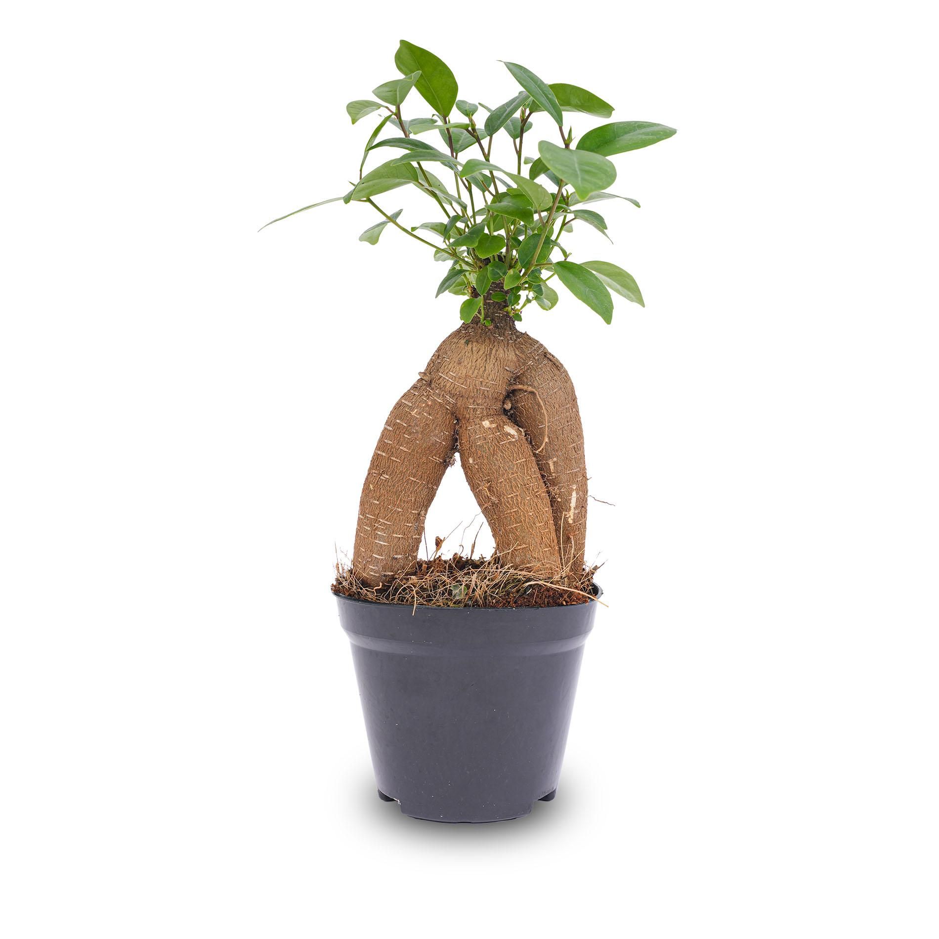 Ficus microcarpa ginseng bonsai - Potmaat 9 (8720872022536)