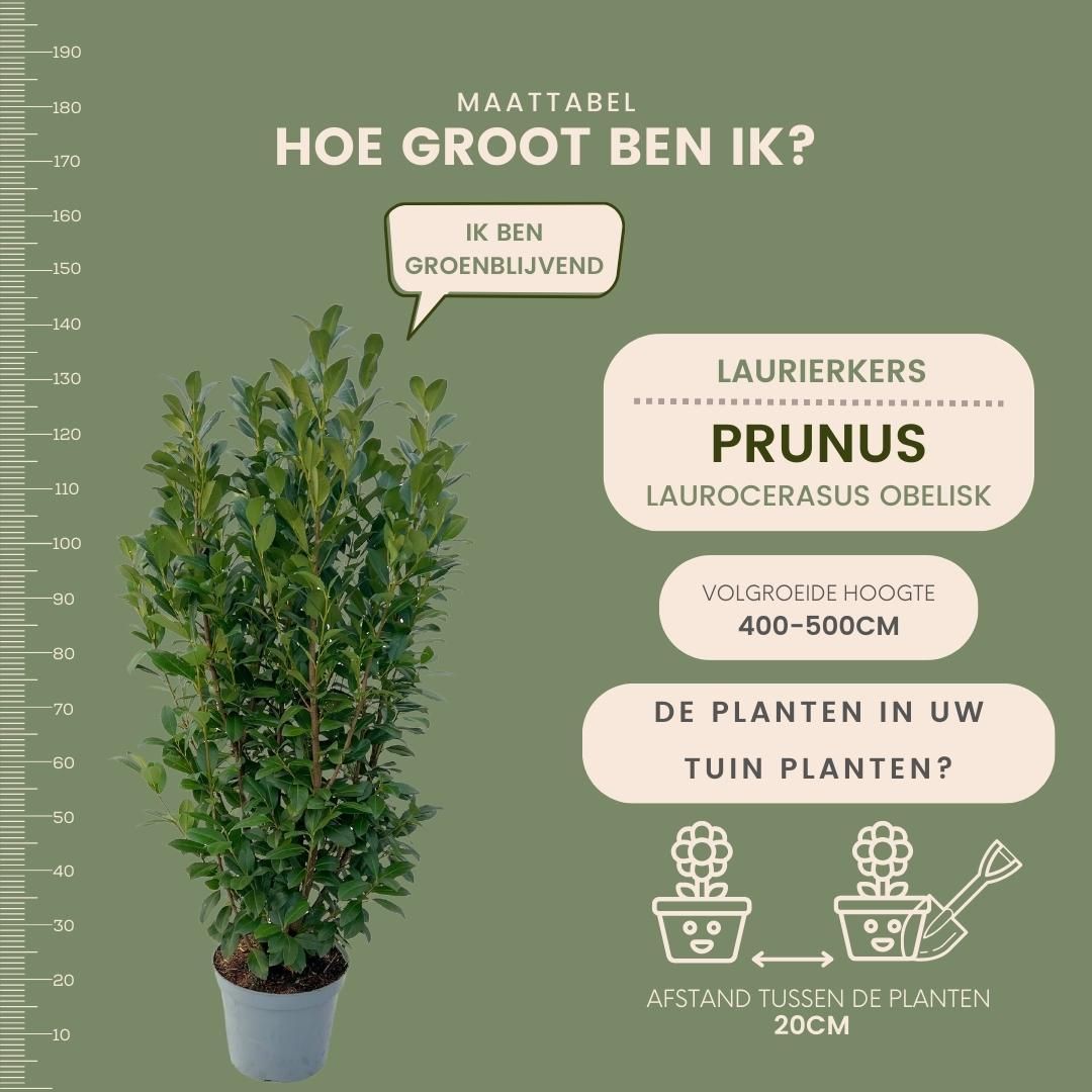 Plants by frank Grote Laurierplanten Obelisk voor 10 strekkende meter haag | - 12L - 25 x | ↨ 100-125 cm (8721001420889)