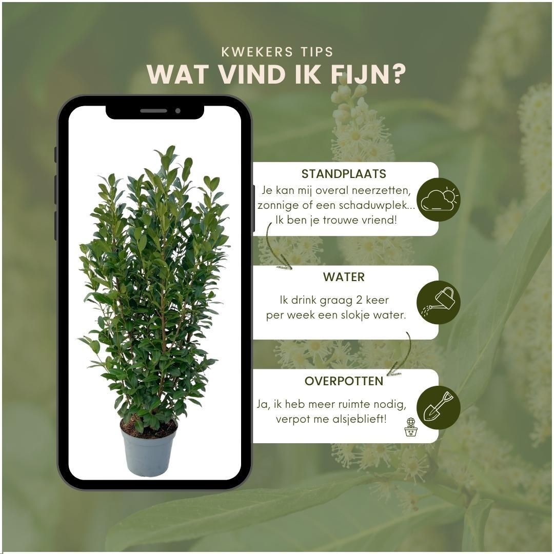 Plants by frank Grote Laurierplanten Obelisk voor 10 strekkende meter haag | - 12L - 25 x | ↨ 100-125 cm (8721001420889)