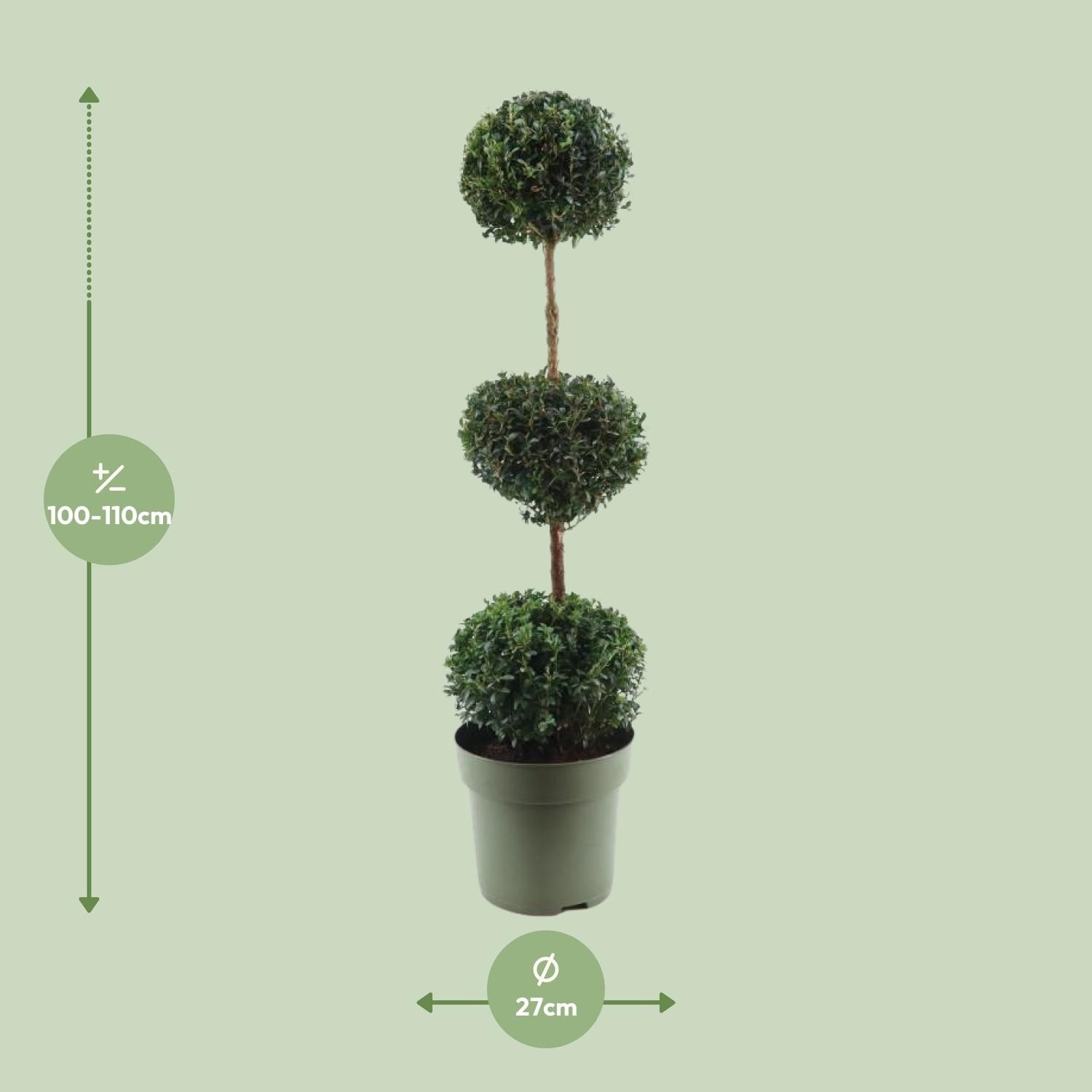 Buxus Semp. Trio-Ball (24867)