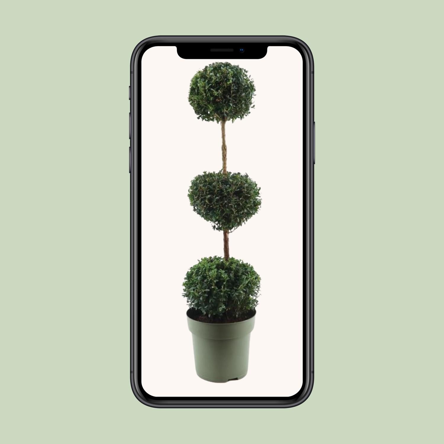 Buxus Semp. Trio-Ball (24867)