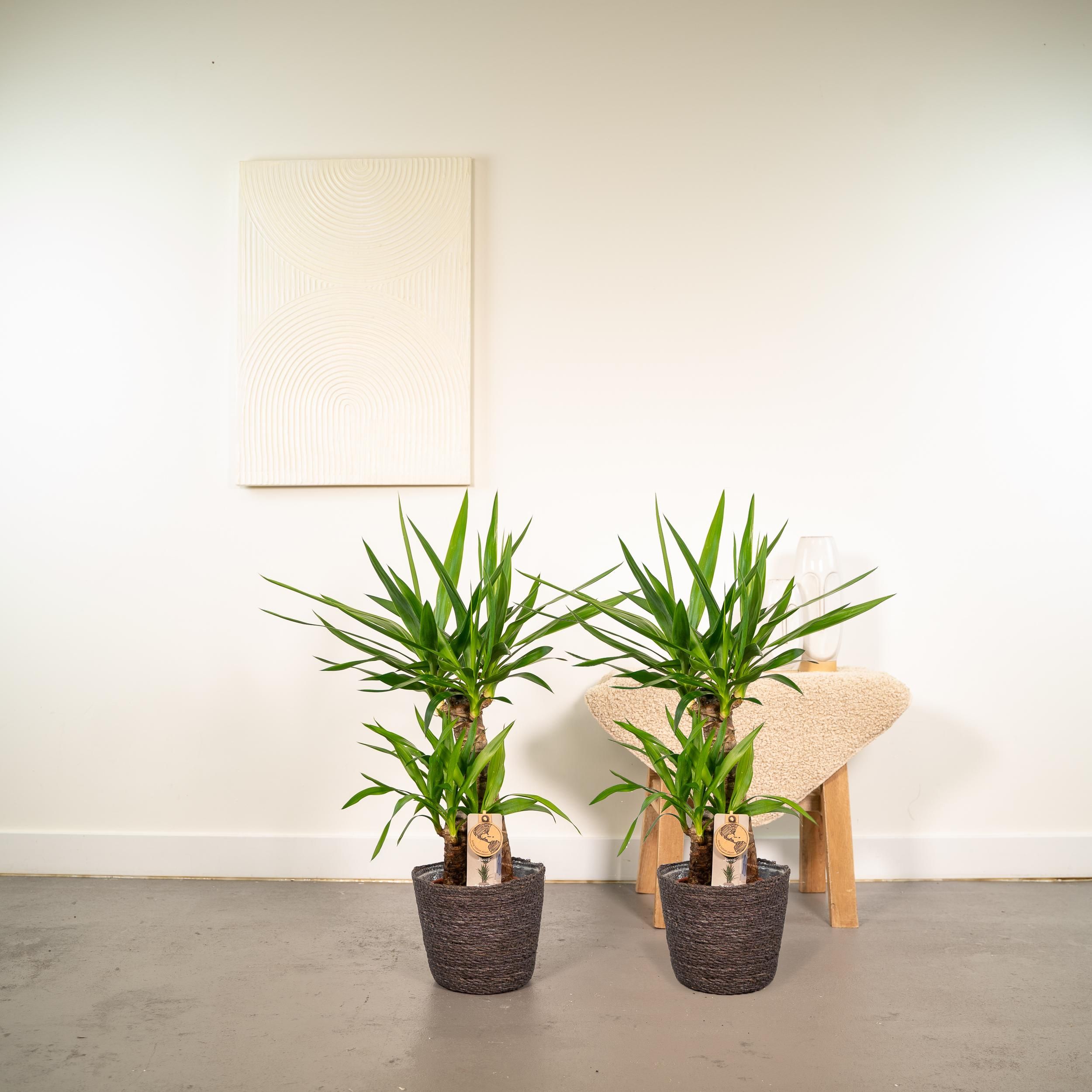 2x Yucca - ↨90cm - Ø17cm (8720634283540)