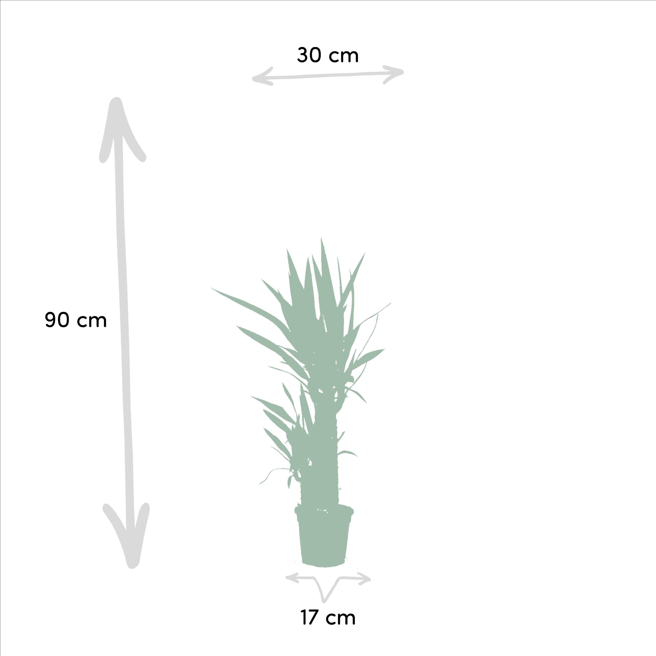 2x Yucca - ↨90cm - Ø17cm (8720634283540)