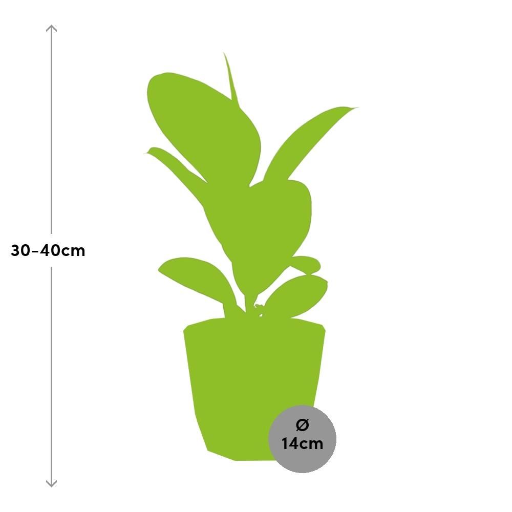 Ficus Elastica ‘Robusta’ in ELHO b.for rock 14 cm warm grey (21773)