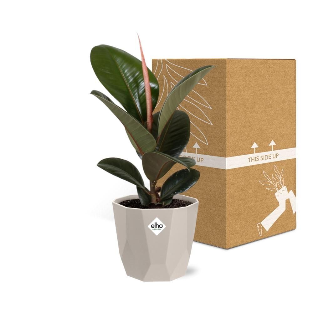 Ficus Elastica ‘Robusta’ in ELHO b.for rock 14 cm warm grey (21773)