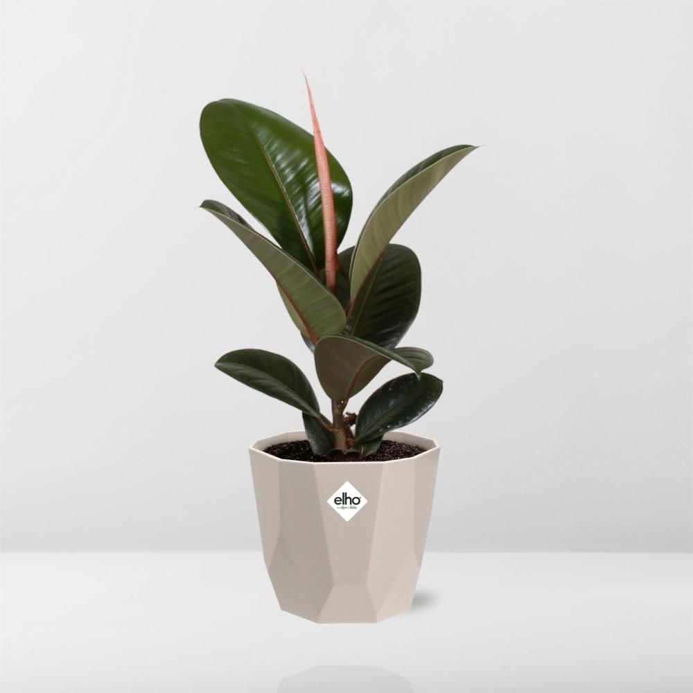 Ficus Elastica ‘Robusta’ in ELHO b.for rock 14 cm warm grey (21773)