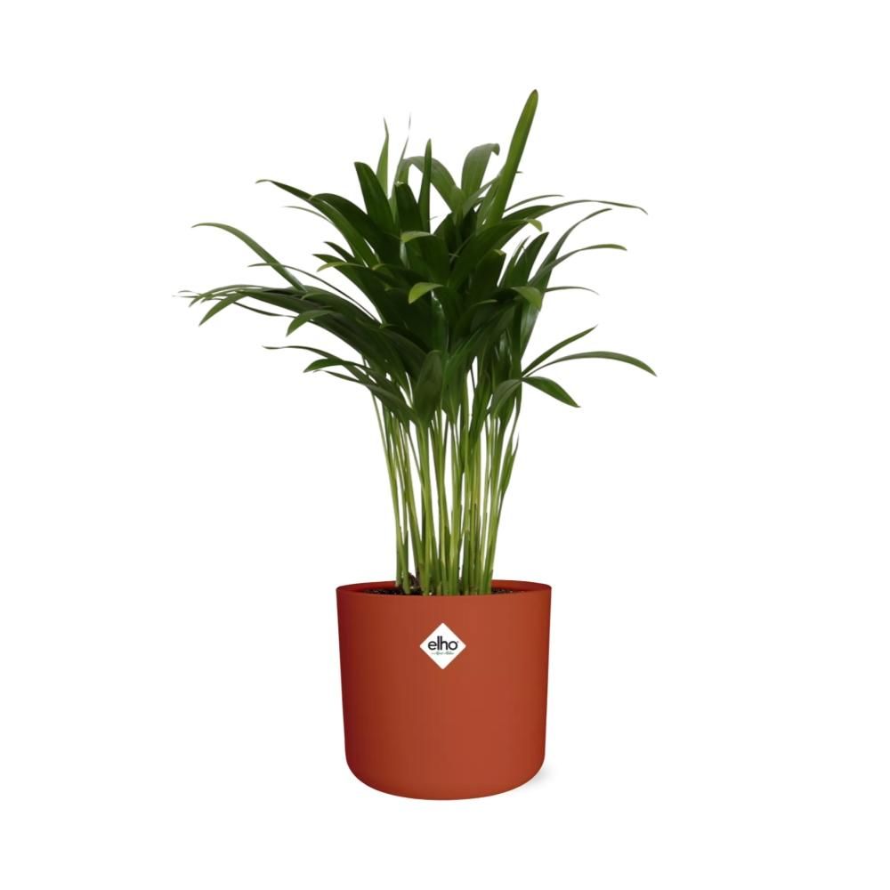 Areca Palm in ELHO b.for soft rond 14cm brique (21499)