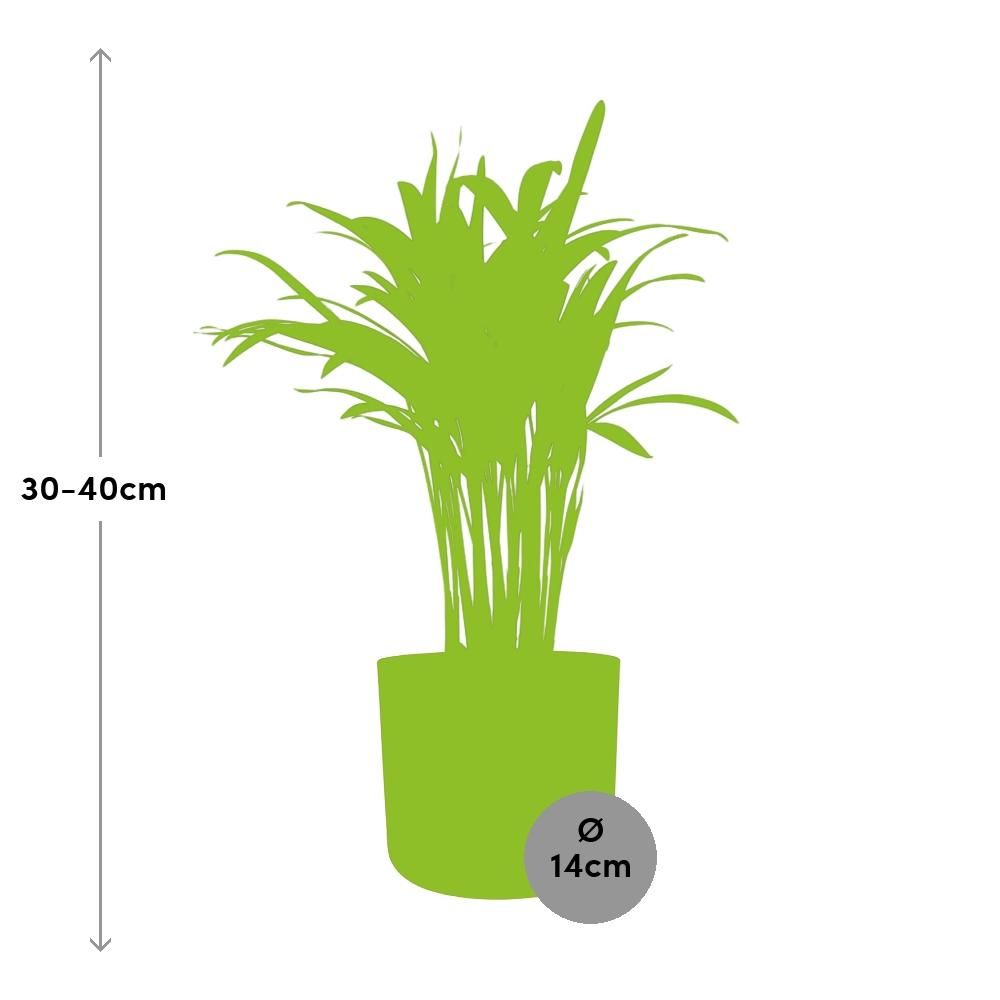 Areca Palm in ELHO b.for soft rond 14cm brique (21499)