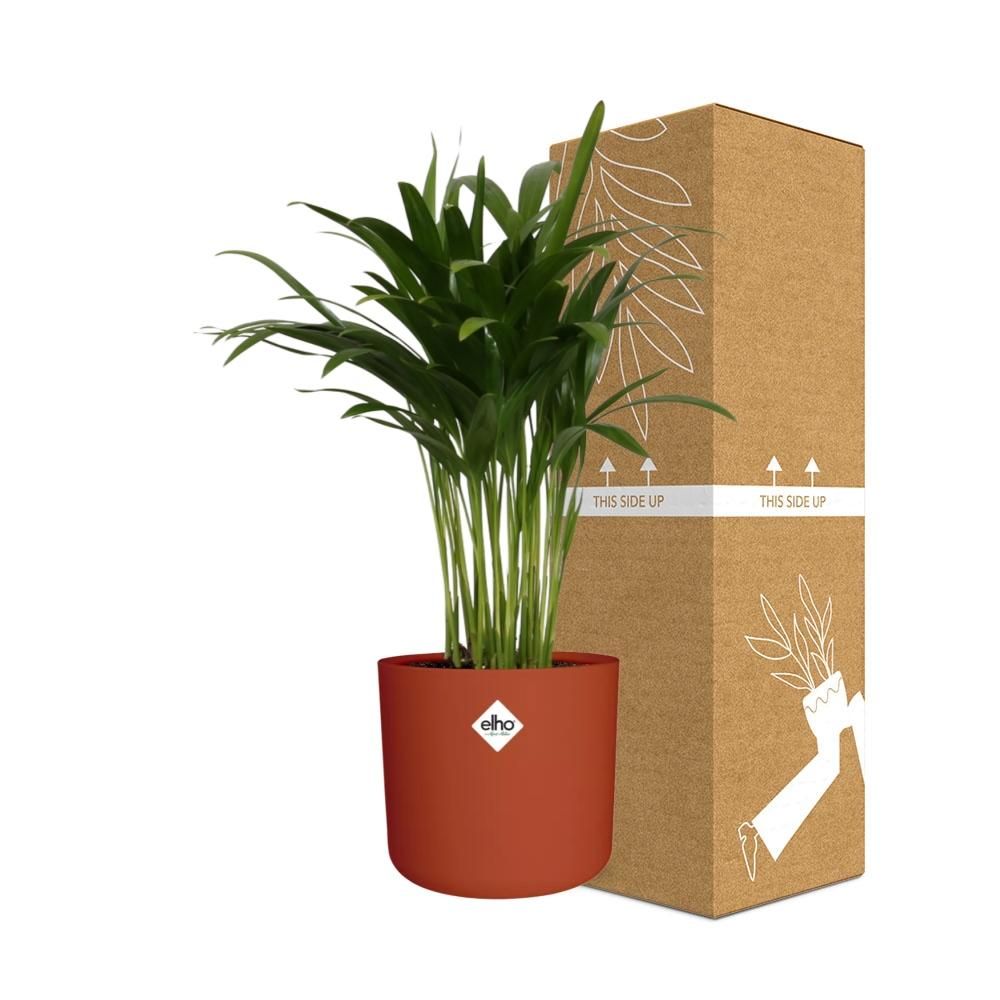 Areca Palm in ELHO b.for soft rond 14cm brique (21499)