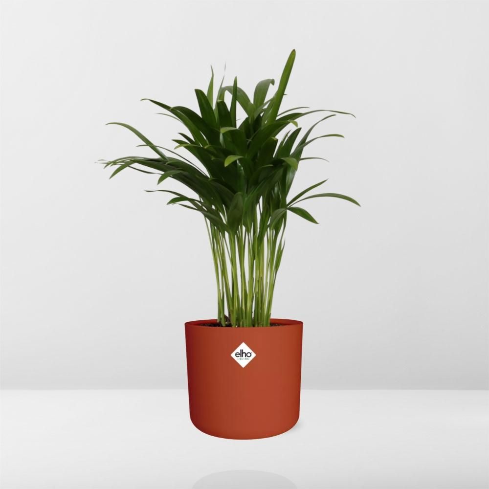 Areca Palm in ELHO b.for soft rond 14cm brique (21499)
