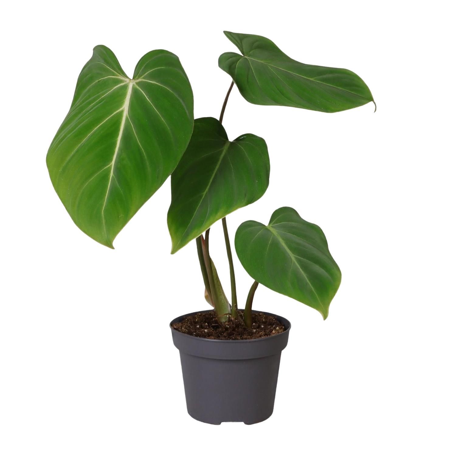Philodendron Glorisoum (30279)
