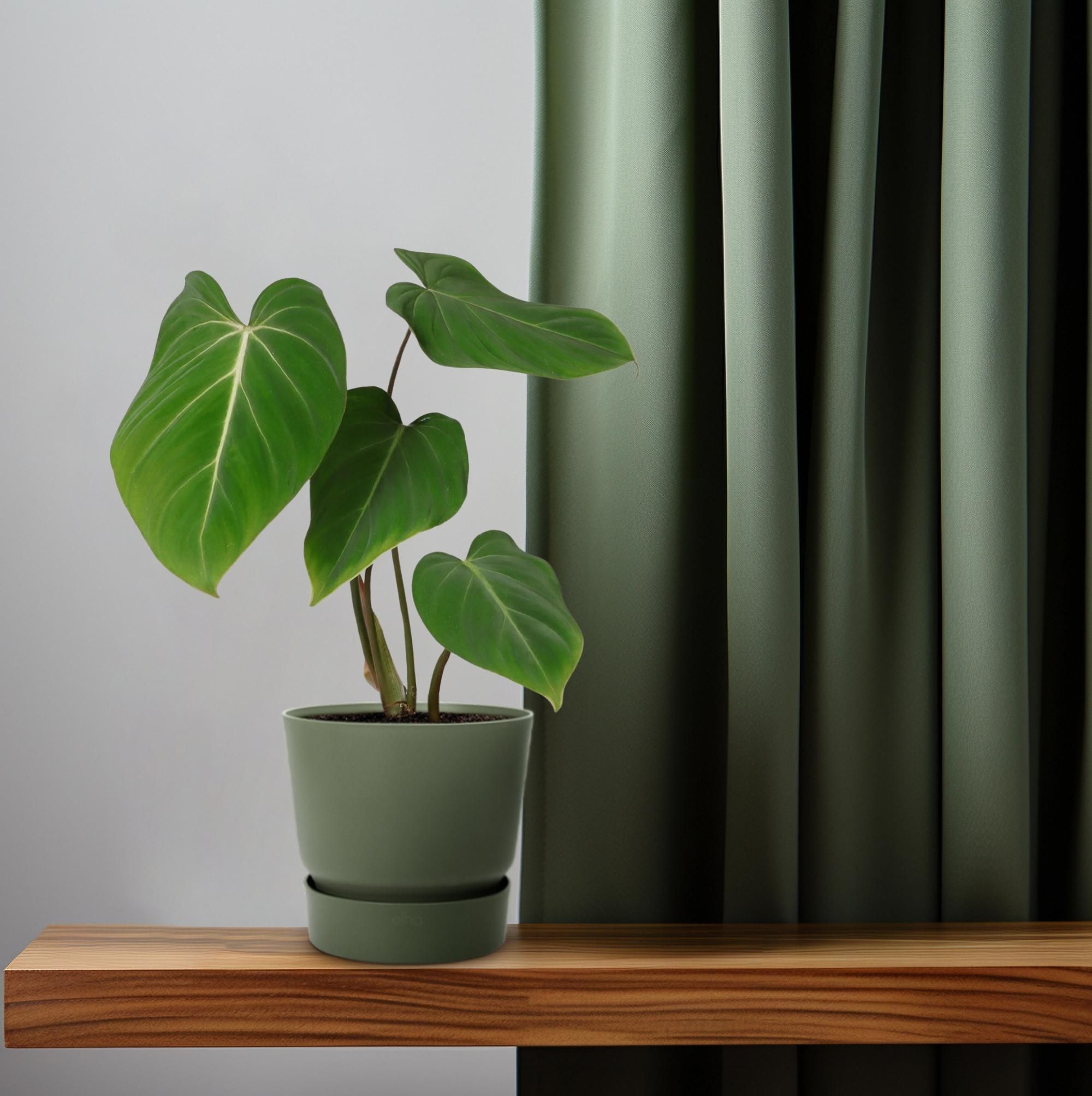 Philodendron Glorisoum (30279)