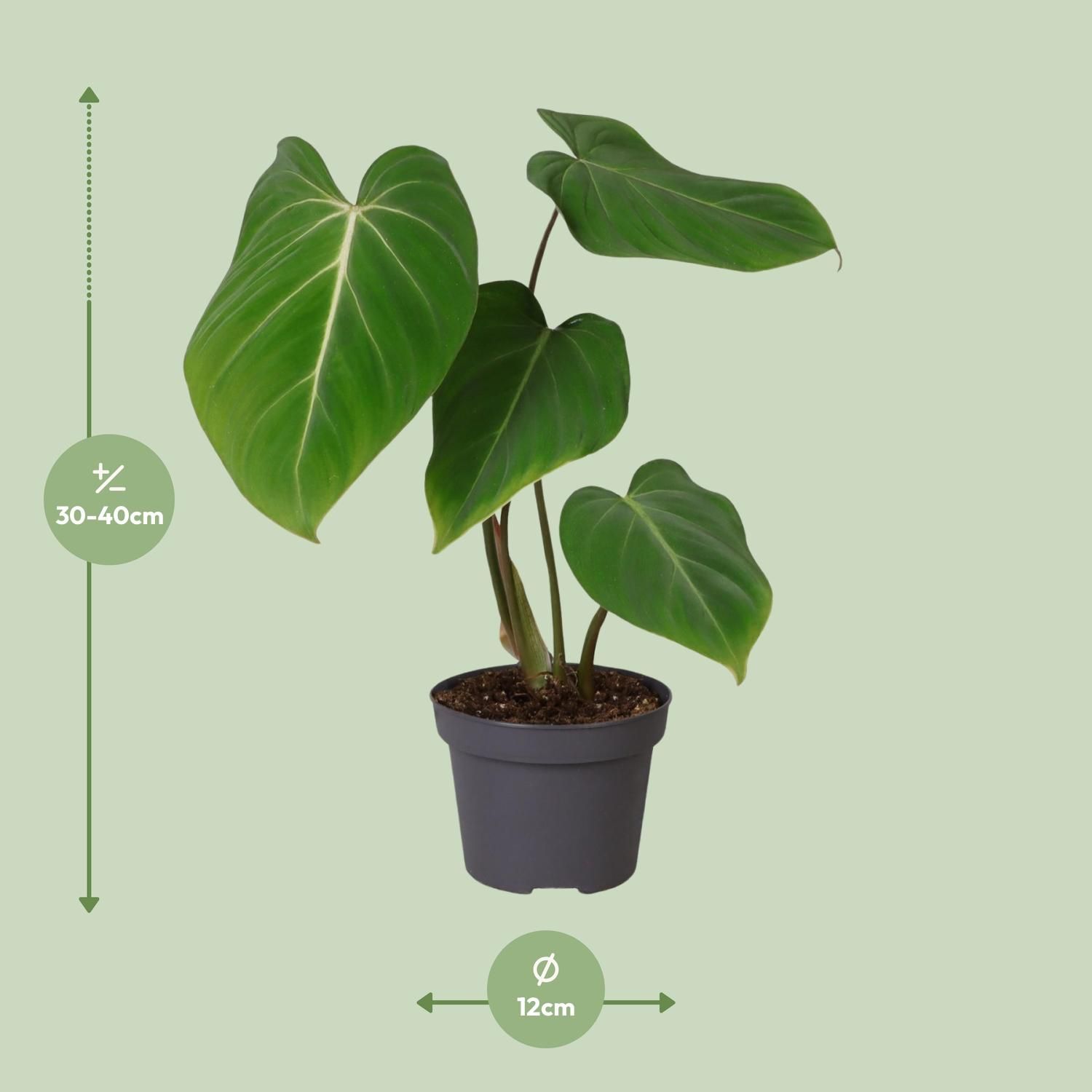 Philodendron Glorisoum (30279)