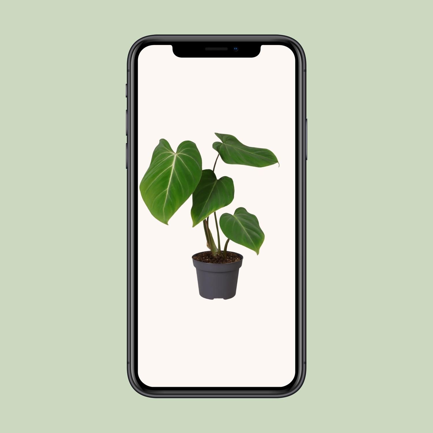 Philodendron Glorisoum (30279)