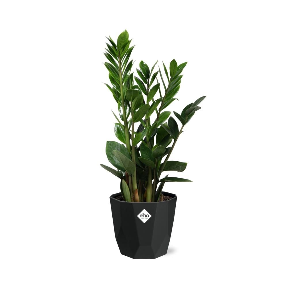 Zamioculcas – Hoogte 45-50 in 14cm b.for rock living black (21663)