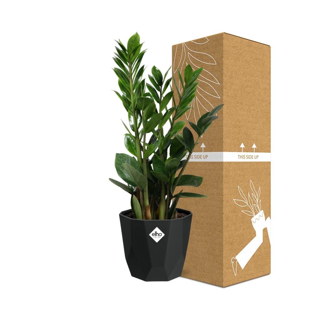 Zamioculcas – Hoogte 45-50 in 14cm b.for rock living black (21663)