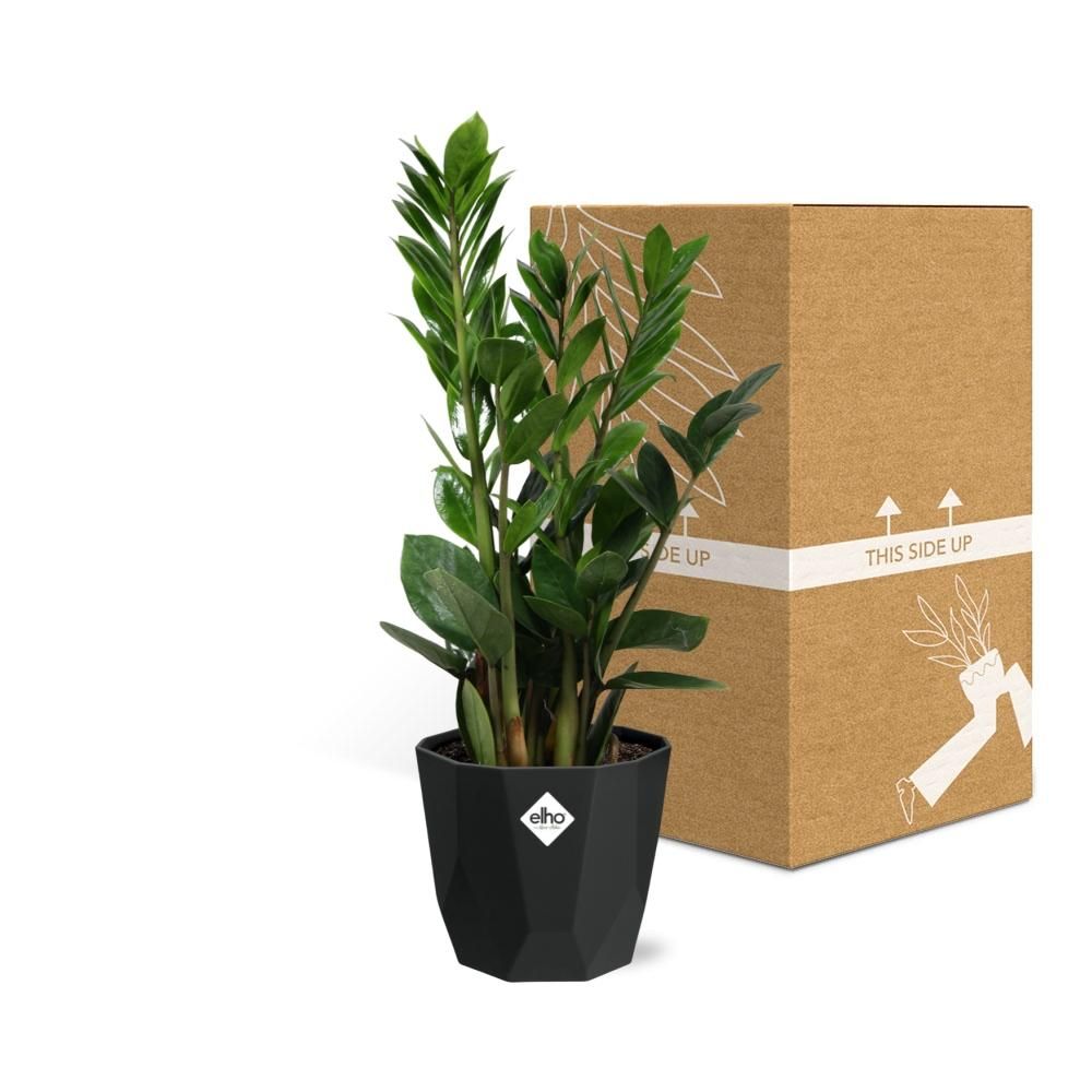 Zamioculcas – Hoogte 45-50 in 14cm b.for rock living black (21663)