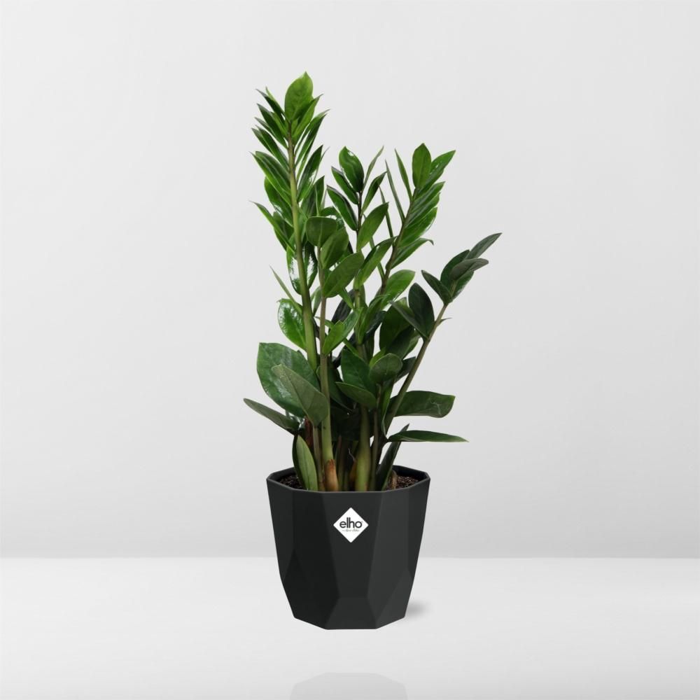 Zamioculcas – Hoogte 45-50 in 14cm b.for rock living black (21663)