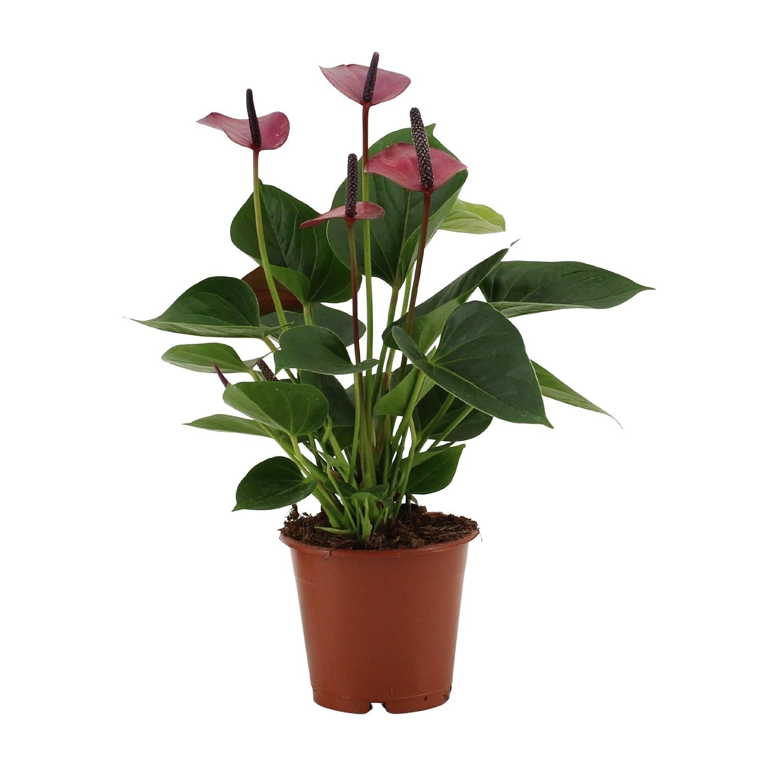 Anthurium Baby Purple In Transparant Sleeve (28822)