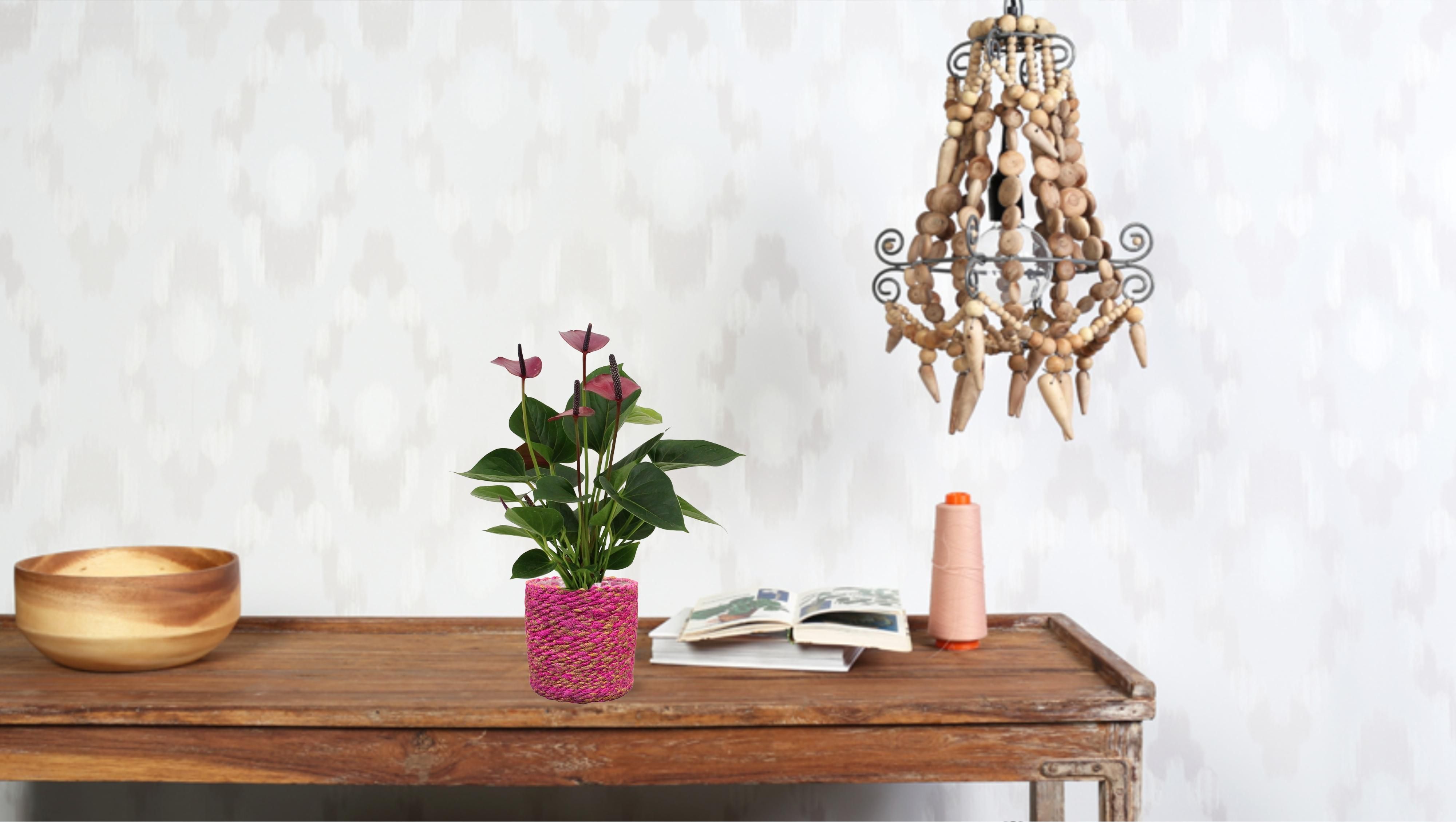 Anthurium Baby Purple In Transparant Sleeve (28822)