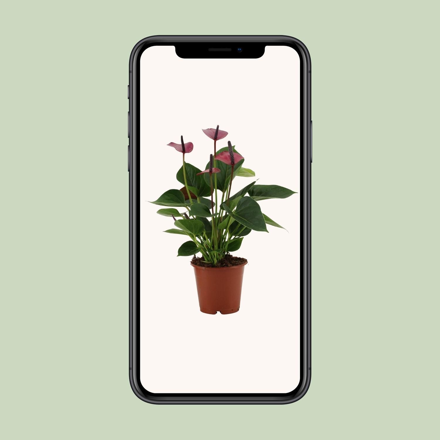 Anthurium Baby Purple In Transparant Sleeve (28822)