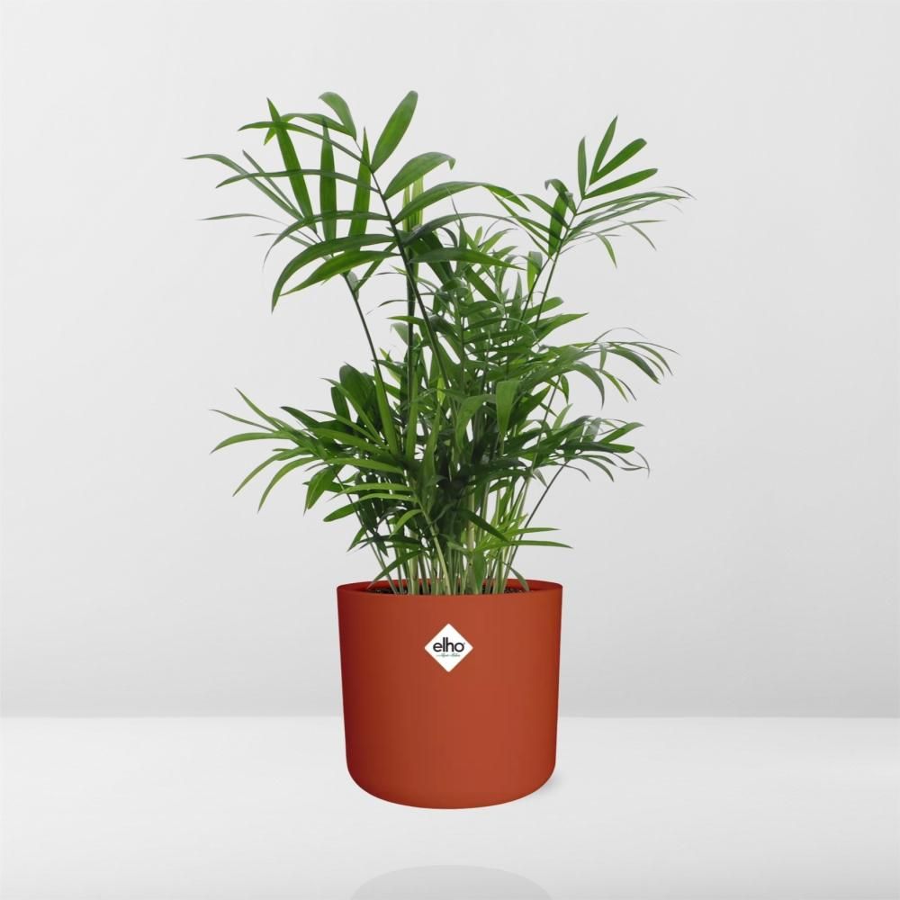 Chamaedorea in ELHO b.for soft rond 14cm brique (21505)