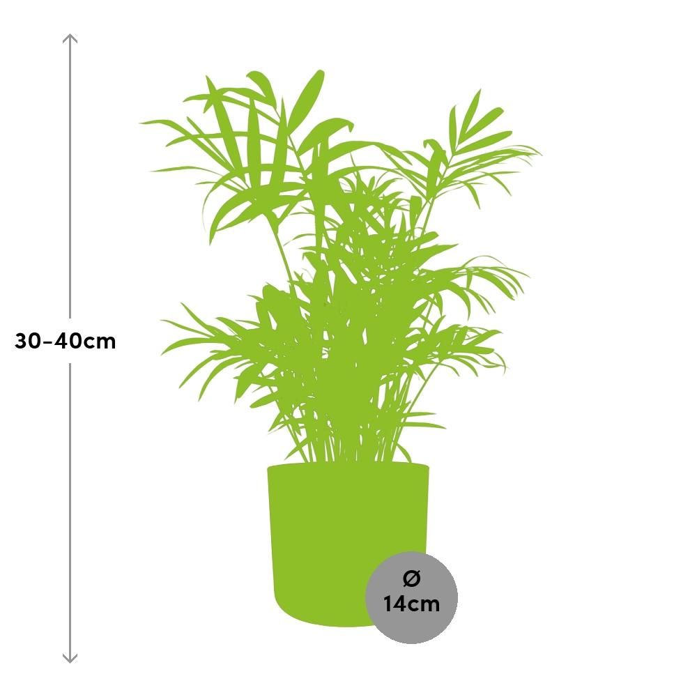 Chamaedorea in ELHO b.for soft rond 14cm brique (21505)