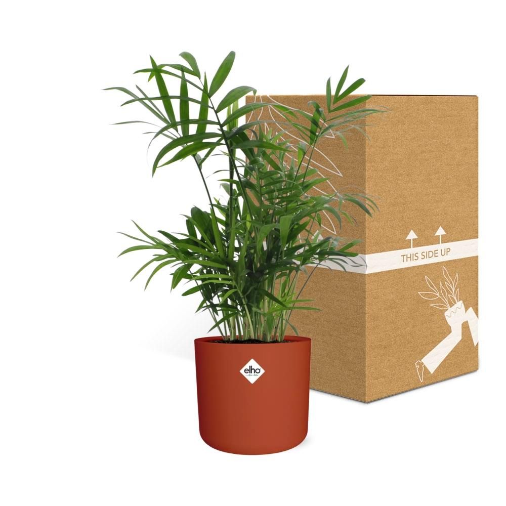 Chamaedorea in ELHO b.for soft rond 14cm brique (21505)