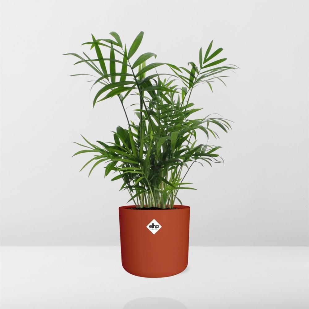 Chamaedorea in ELHO b.for soft rond 14cm brique (21505)
