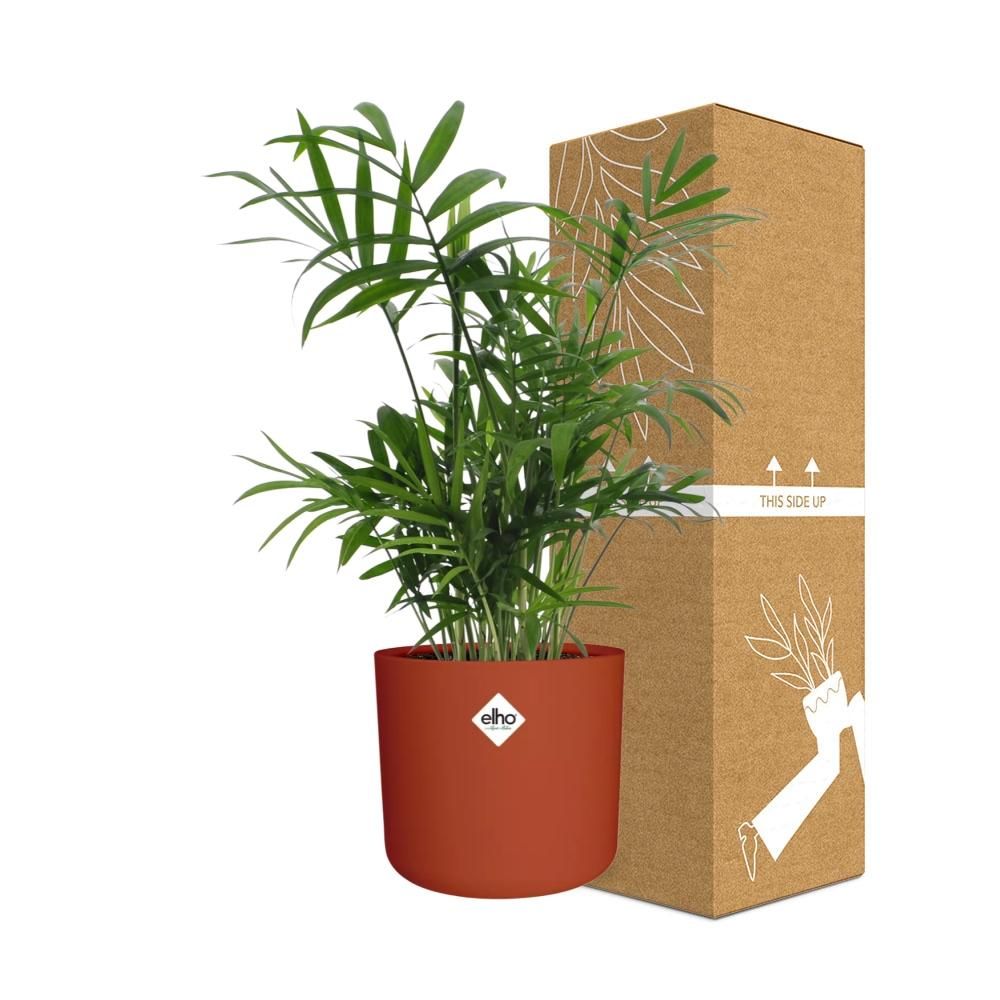 Chamaedorea in ELHO b.for soft rond 14cm brique (21505)