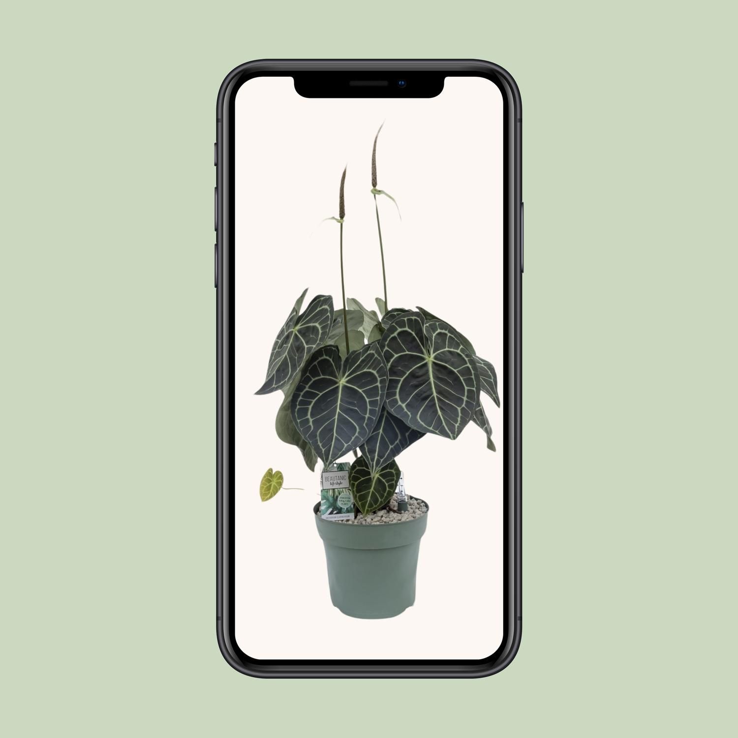 Anturium Clarinervium (25038)