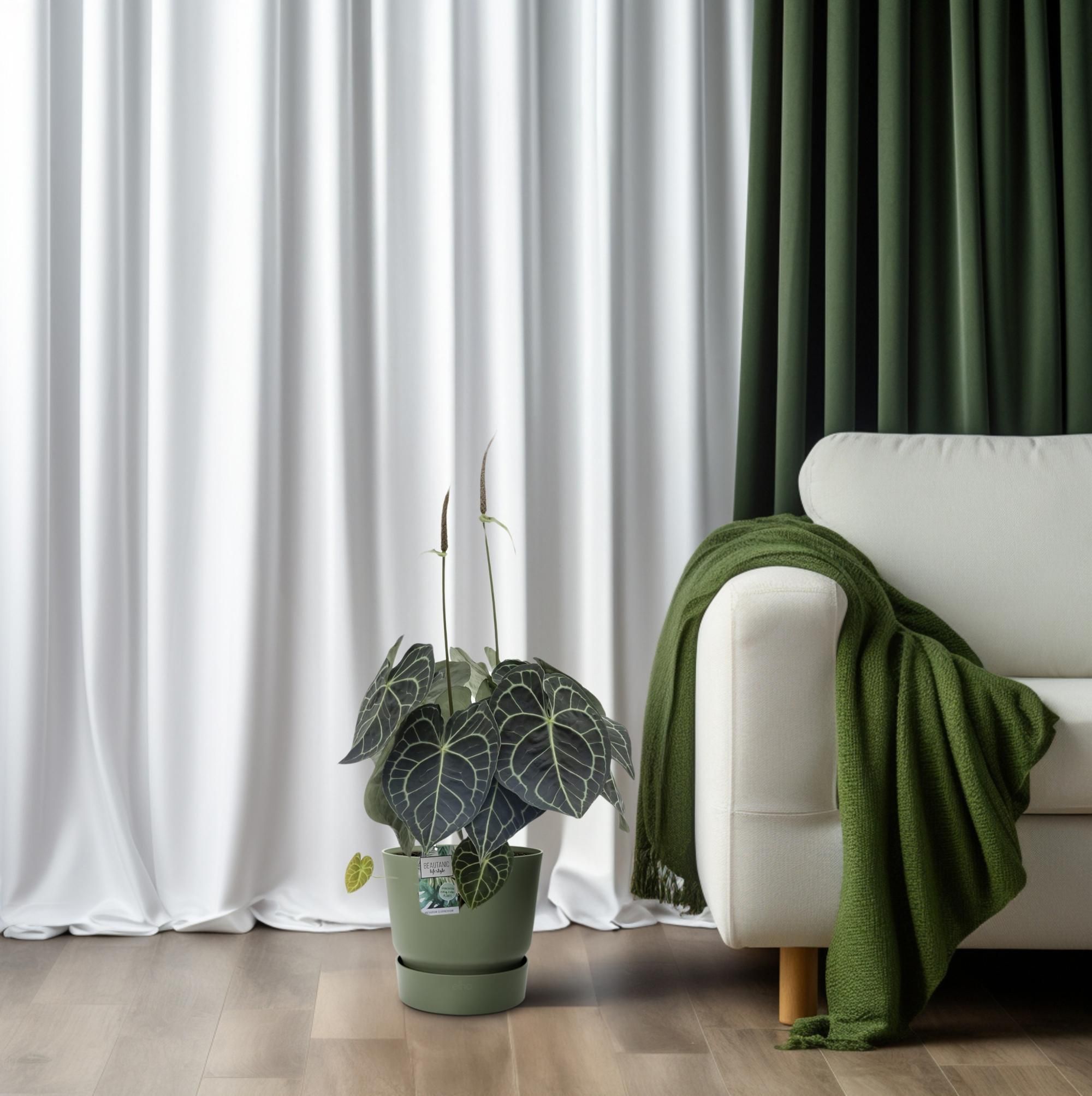 Anturium Clarinervium (25038)