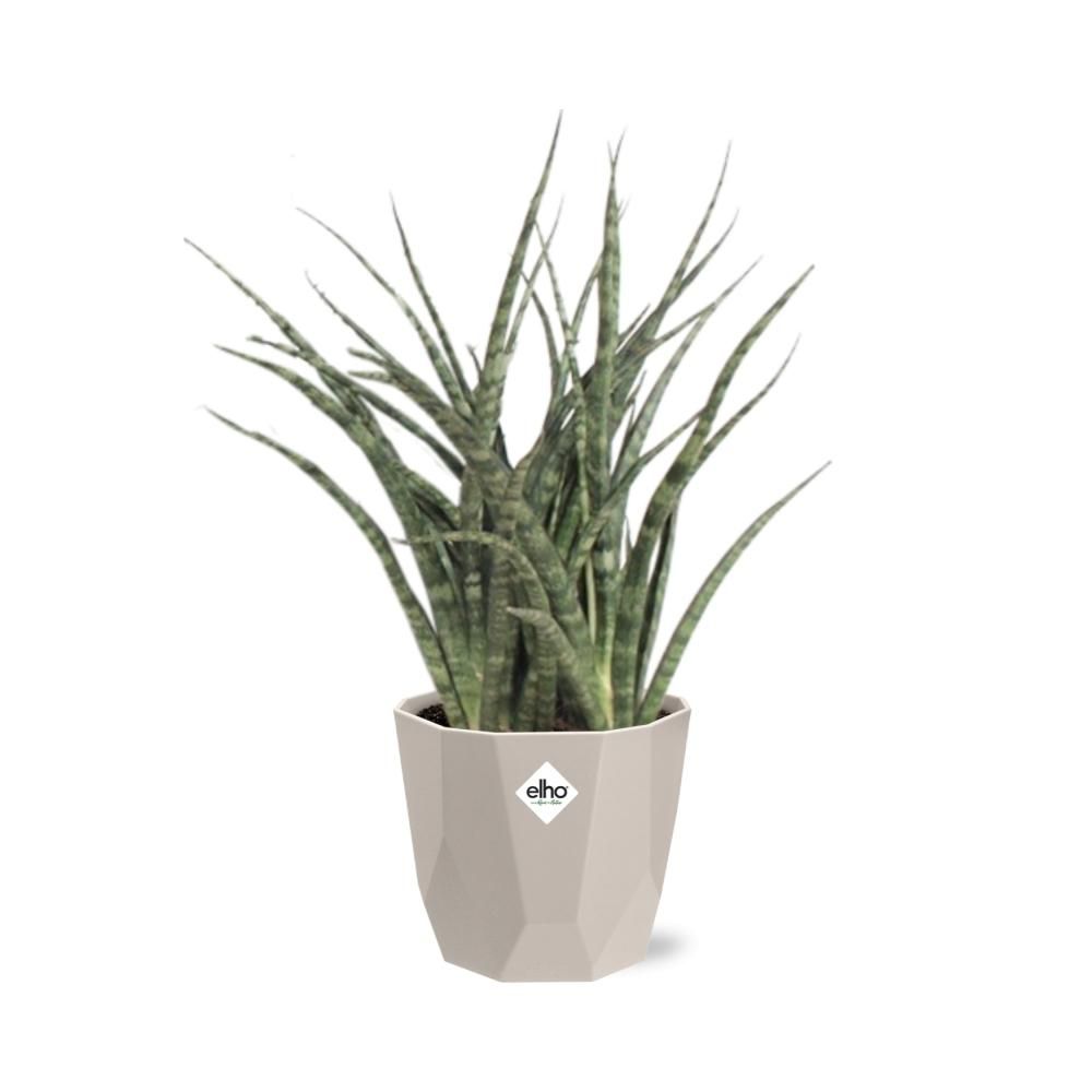 Sansevieria Fernwood Punk in ELHO b.for rock 14 cm warm grey (21614)