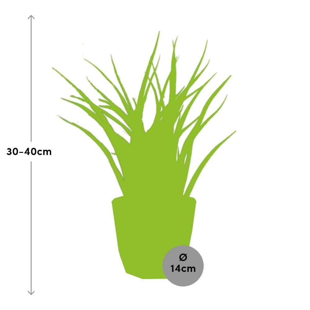 Sansevieria Fernwood Punk in ELHO b.for rock 14 cm warm grey (21614)