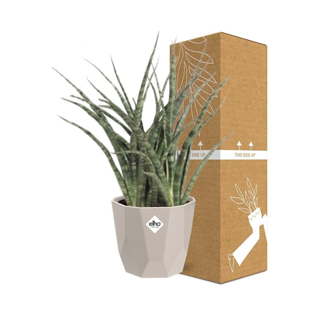 Sansevieria Fernwood Punk in ELHO b.for rock 14 cm warm grey (21614)