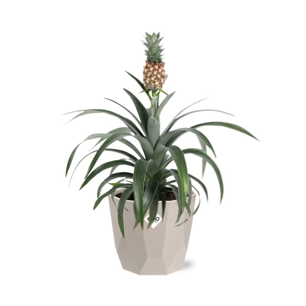 Ananas Mi Amigo in ELHO b.for rock 14 cm warm grey (21624)