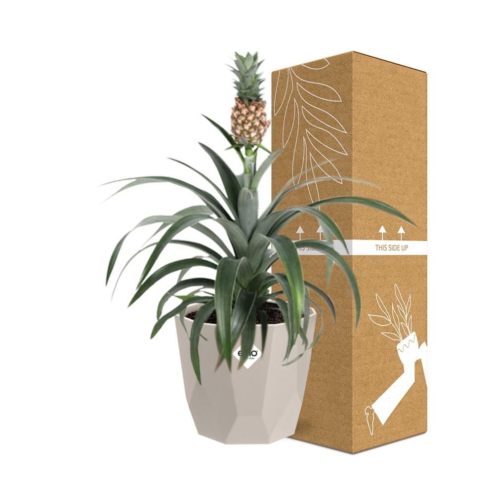 Ananas Mi Amigo in ELHO b.for rock 14 cm warm grey (21624)