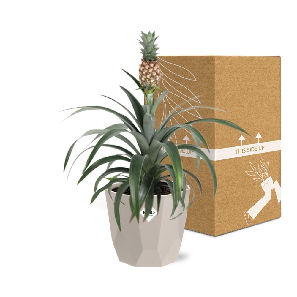 Ananas Mi Amigo in ELHO b.for rock 14 cm warm grey (21624)